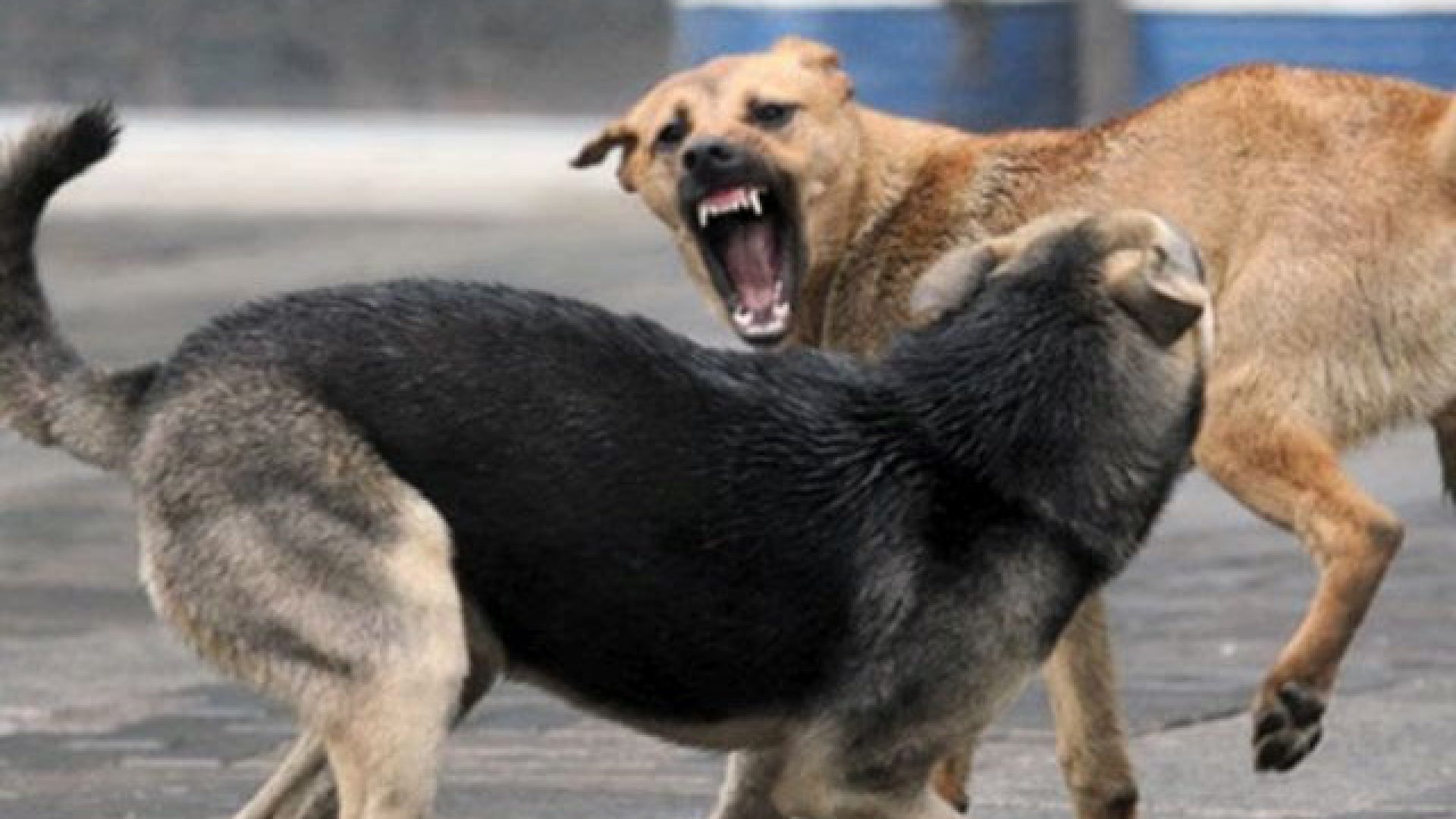 Жители Брянска стали свидетелями нападения бойцовских собак на бродячих