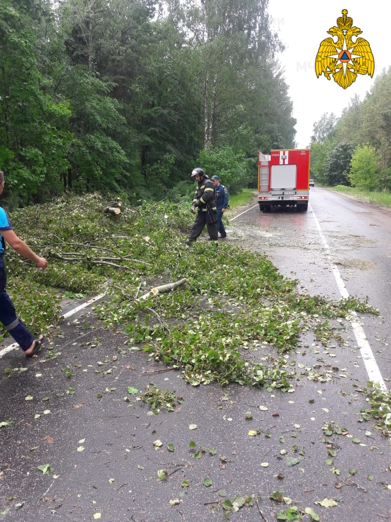 Ураган в Брянске повалил 25 деревьев