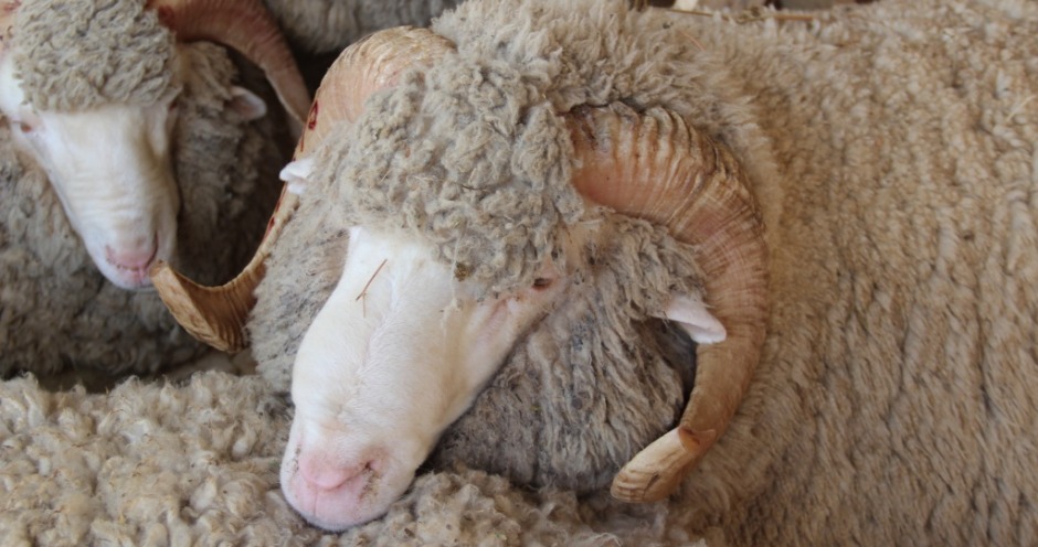 Брянцев предупредили об оспе: под угрозой могут оказаться овцы и козы