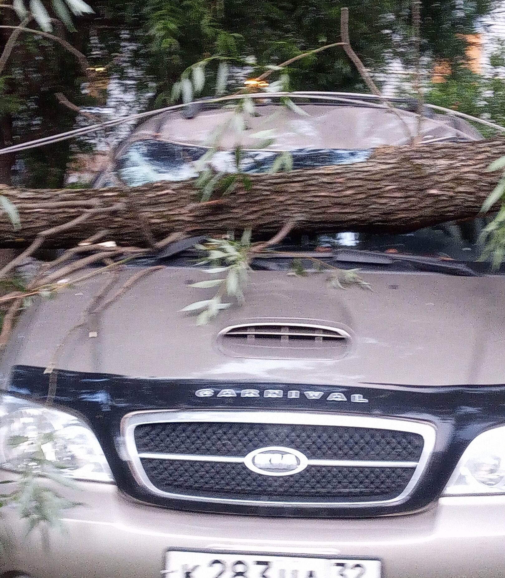 В Брянске дерево рухнуло на автомобиль