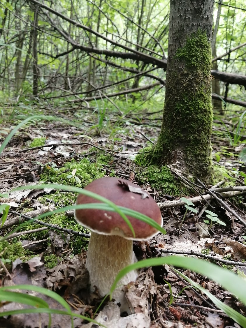 В брянских лесах началось самое грибное время