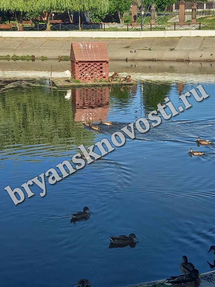 На лебедином озере в Новозыбкове поселилась цапля