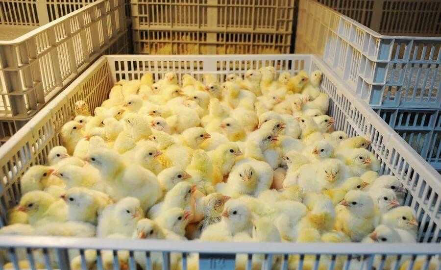 С птицефабрики в Брянской области украли 400 цыплят-бройлеров