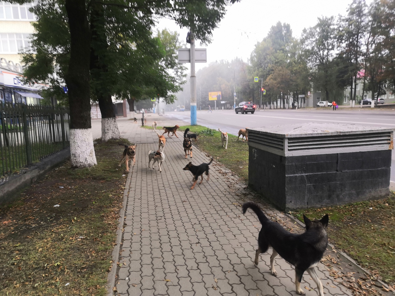 Центр Брянска оккупировали своры собак (ВИДЕО)