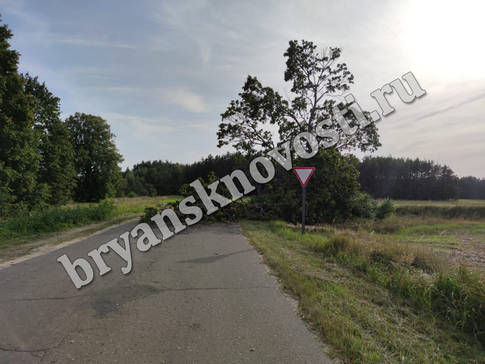 В Клинцовском районе упавшее дерево перегородило дорогу