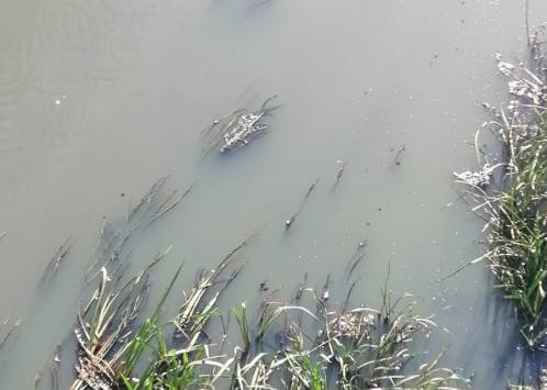 В Брасовском районе обнаружили источник загрязнения реки Нерусса