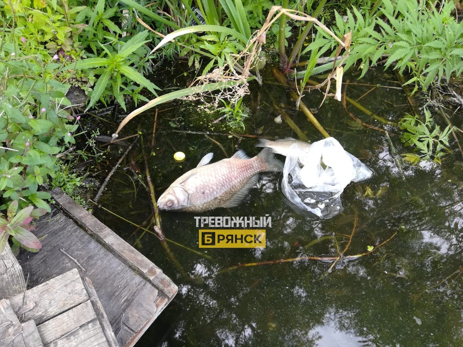 Фотосвидетельство погибшей рыбы в Дятьковском районе