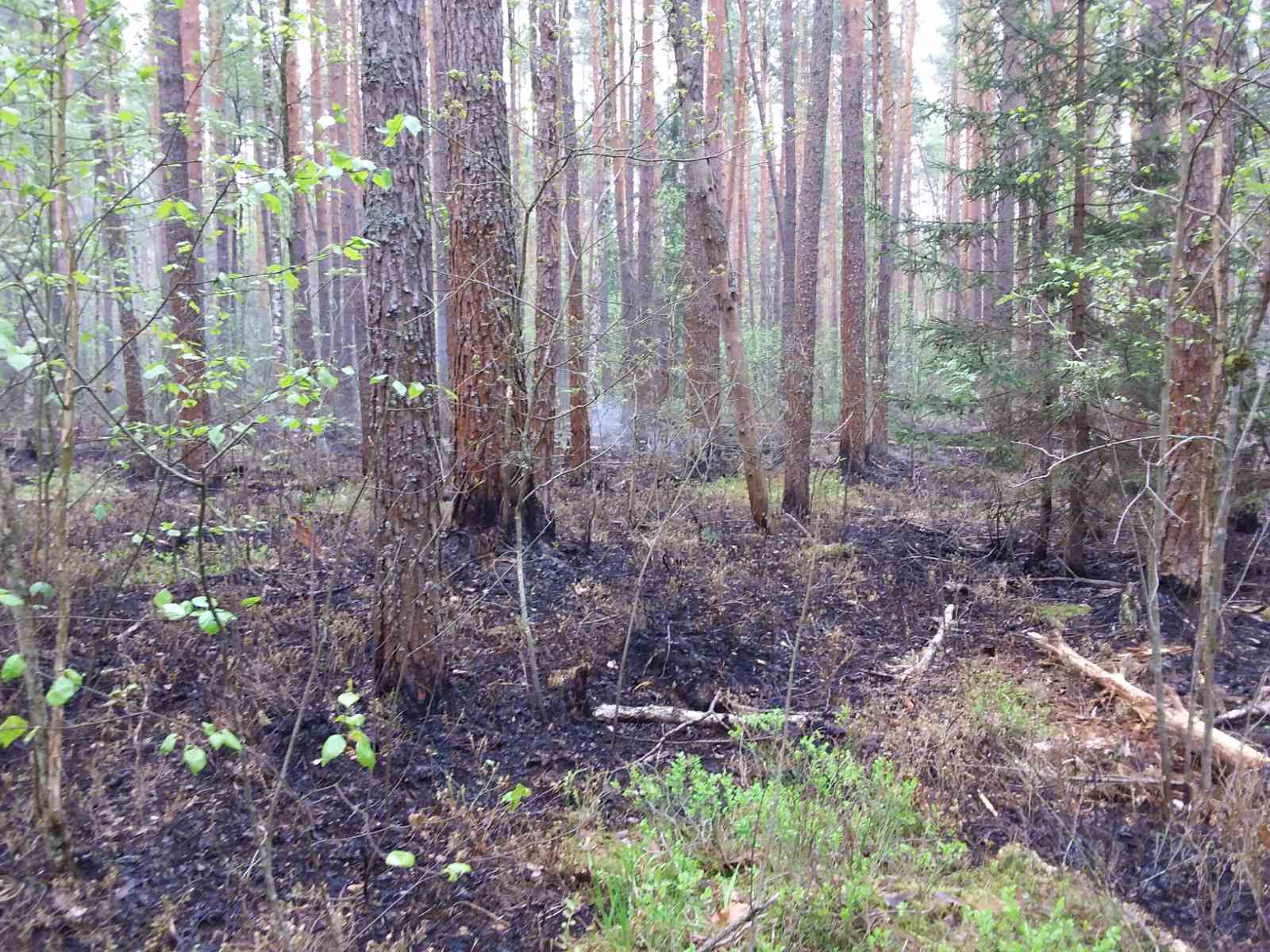 В Клетнянском районе горел лес