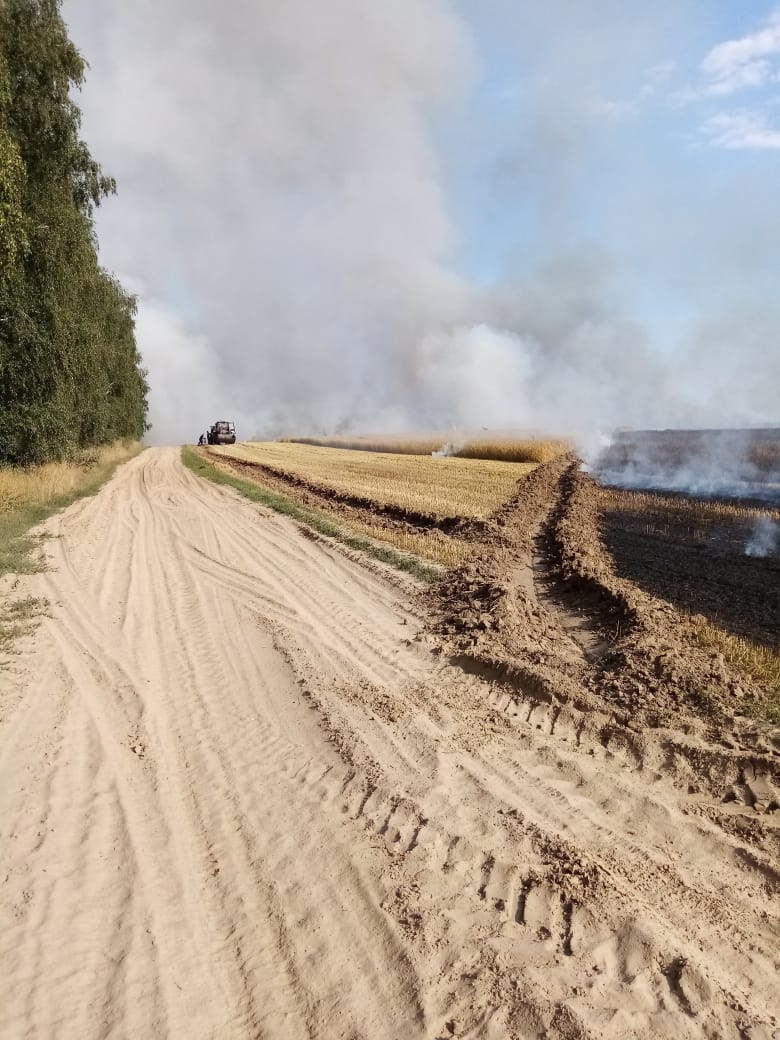 В Климовском районе сгорело 40 гектаров пшеницы