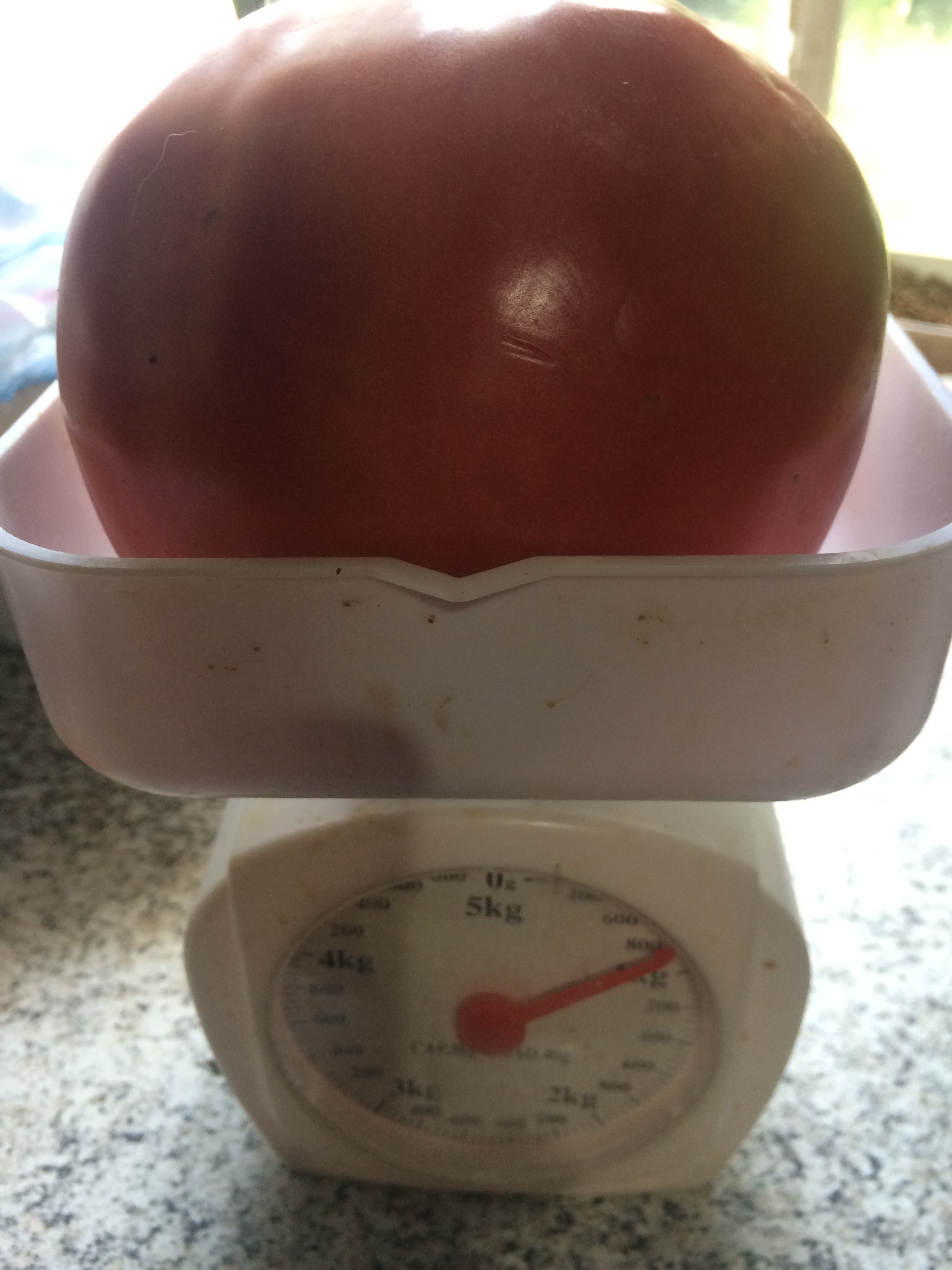 Климовчанка вырастила килограммовые помидоры