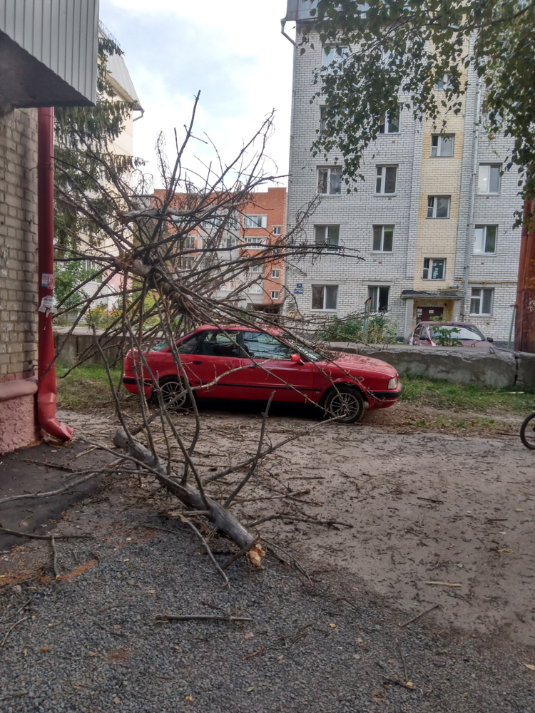 Рухнувшее дерево придавило автомобиль во дворе Брянска