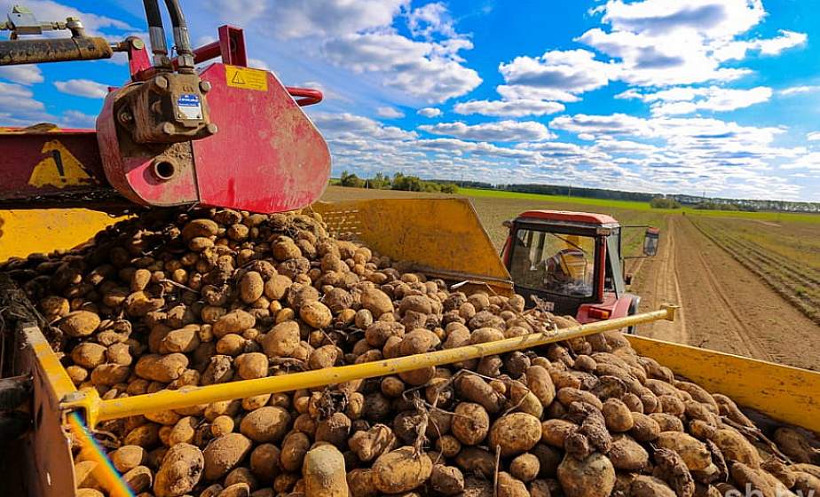 Брянщина заняла второе место в картофельном рейтинге