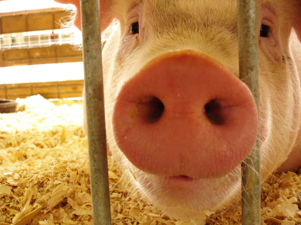 Продававшей поросенка жительнице Суражского района мошенники подложили «свинью»