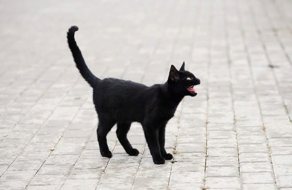 Бешеный кот покусал ребенка в Унече