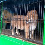 В Карачеве суд разрешил возобновить работу передвижного зоопарка из Орла