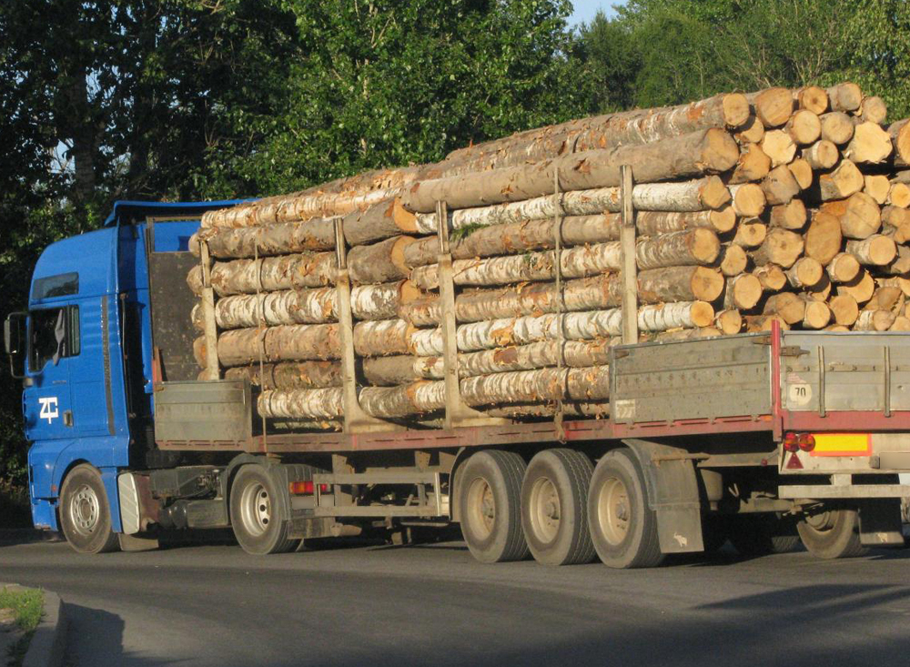В Брянской области на контрабанде леса попался бизнесмен из Белгорода