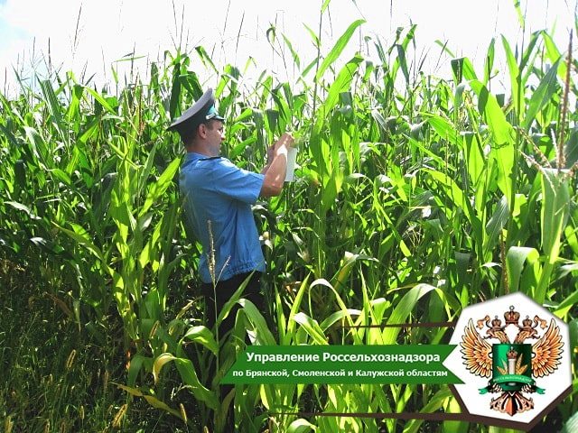 От вилта: в Брянской области бактериальное увядание кукурузы не выявлено