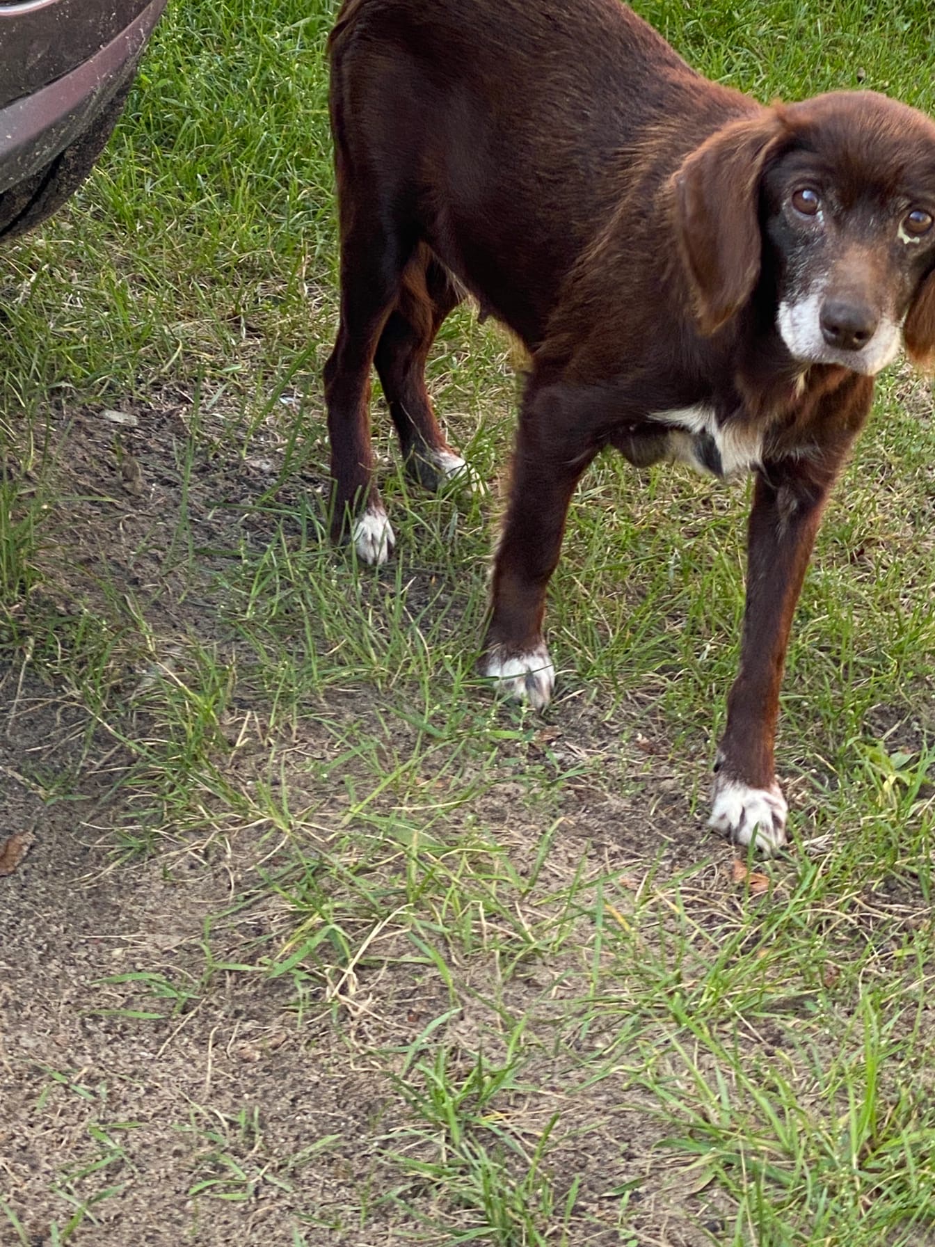 В брянской деревне собака два года ждет хозяев