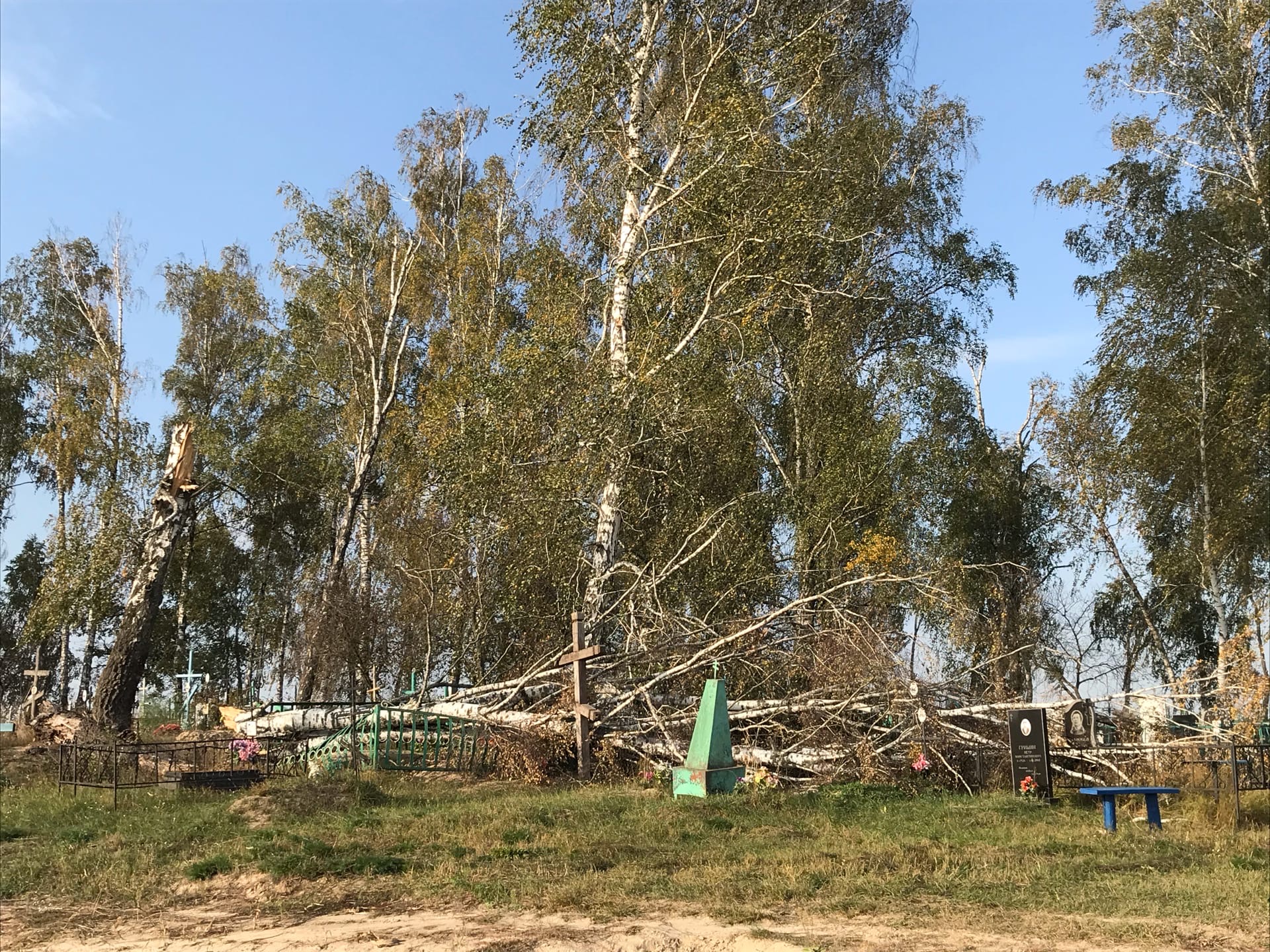 Огромное дерево упало на кладбище в Брасовском районе