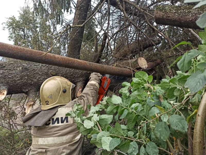 Непогода повалила в Брянской области 22 дерева. И это только официальные данные