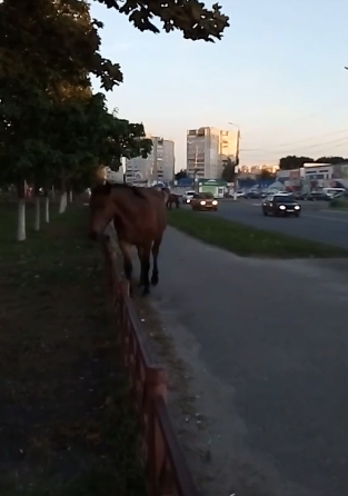 В Брянске сняли на видео прогулку лошадиного семейства (ВИДЕО)