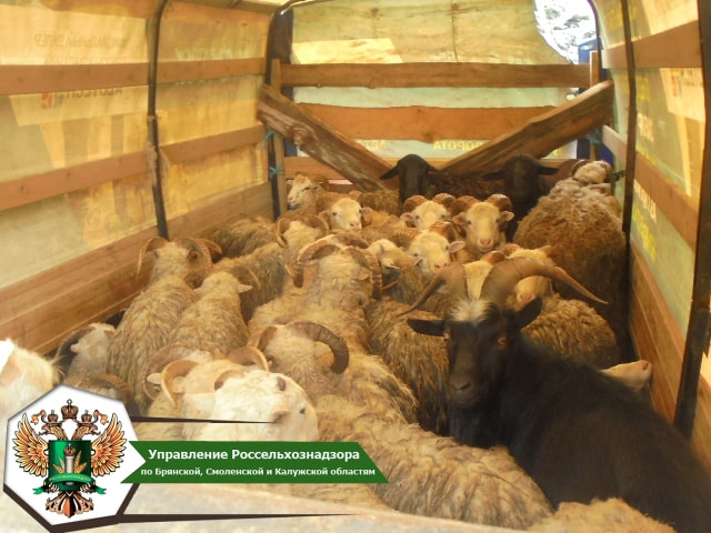 На автодорогах Брянской области задержали почти 3500 животных