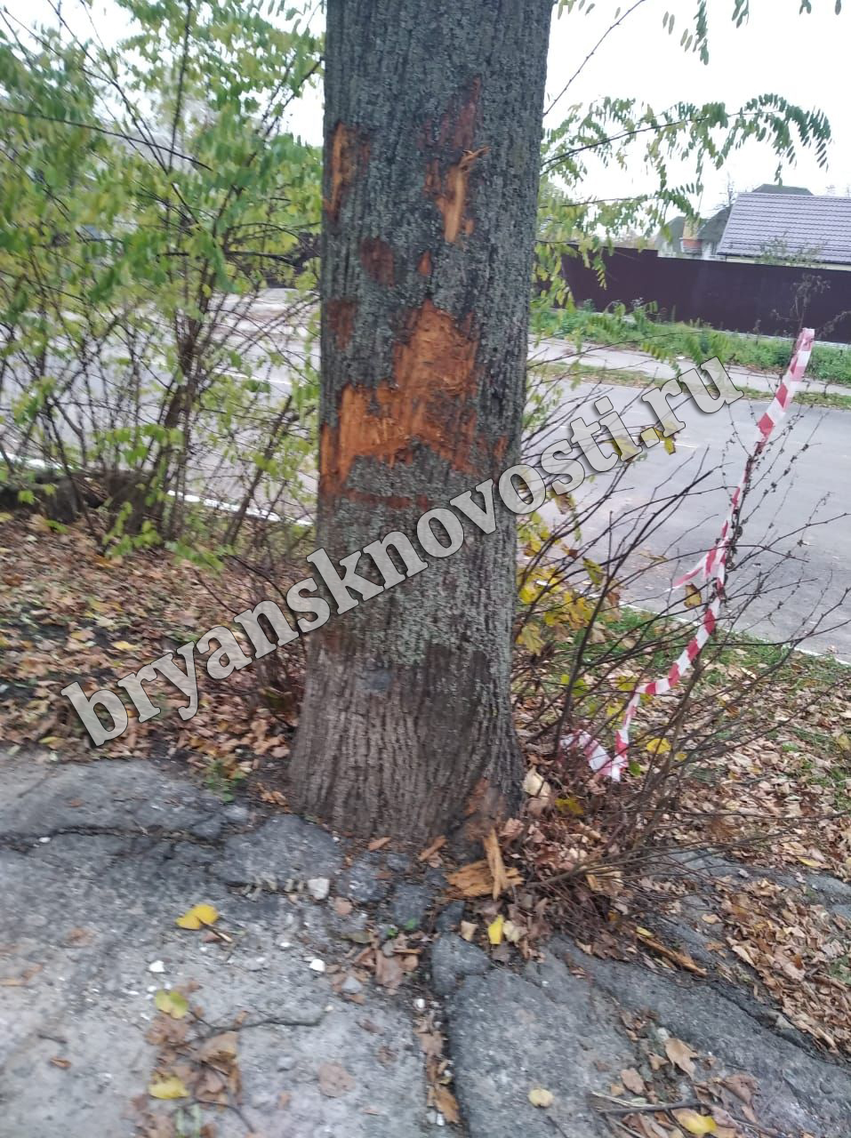 В Новозыбкове в городском парке смертельно ранили деревья (ФОТОРЕП)