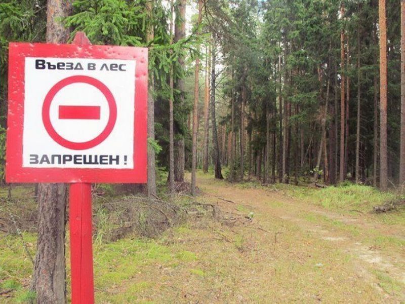 Жителям Брянской области запретили ходить в лес