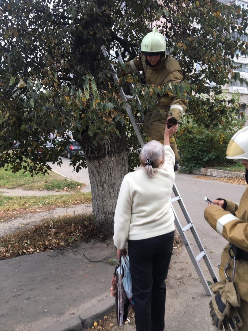 В Брянске спасли котенка, застрявшего на высоком дереве. Помогали люди и техника МЧС