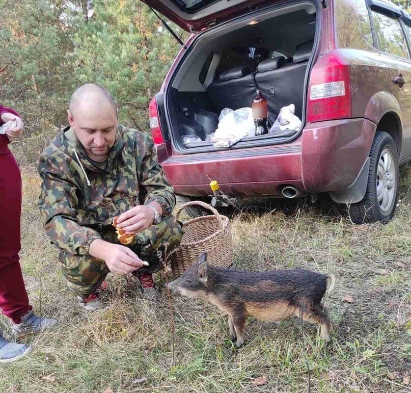 Грибники в брянском лесу встретили малыша-поросенка