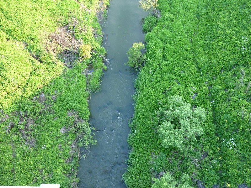 Отходы – в реку, барду – на луга: биохимический комбинат уличили в загрязнении реки Сеща в Брянской области