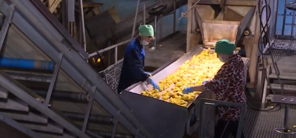 Погарский картофель выходит на новый зарубежный рынок