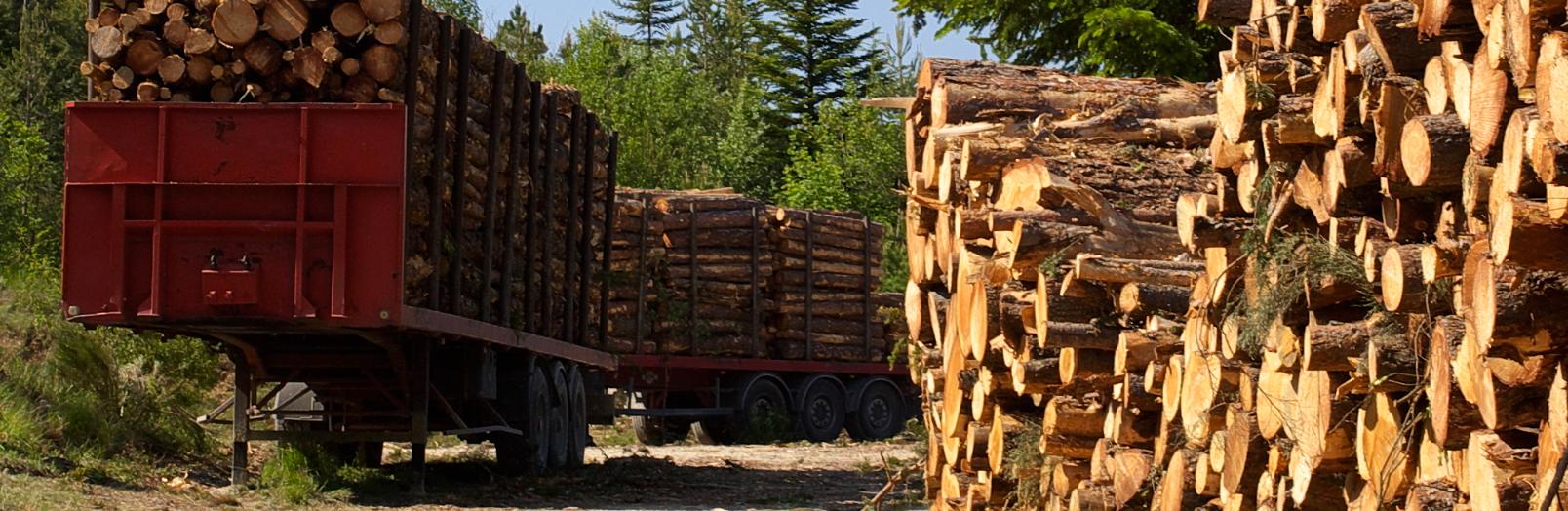 Экспорт лесопродукции из Брянской области идёт в 30 стран мира