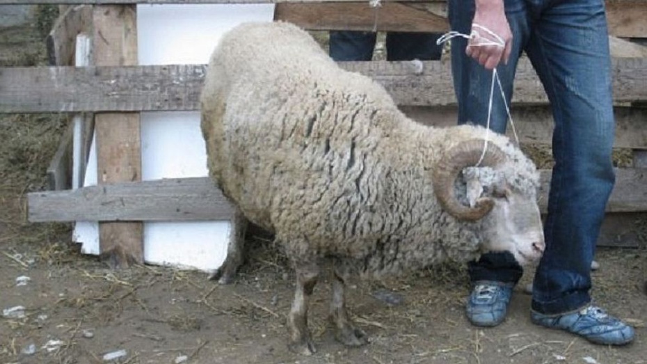 Погарцы решили развести собственное стадо, похитив породистых овец и барана
