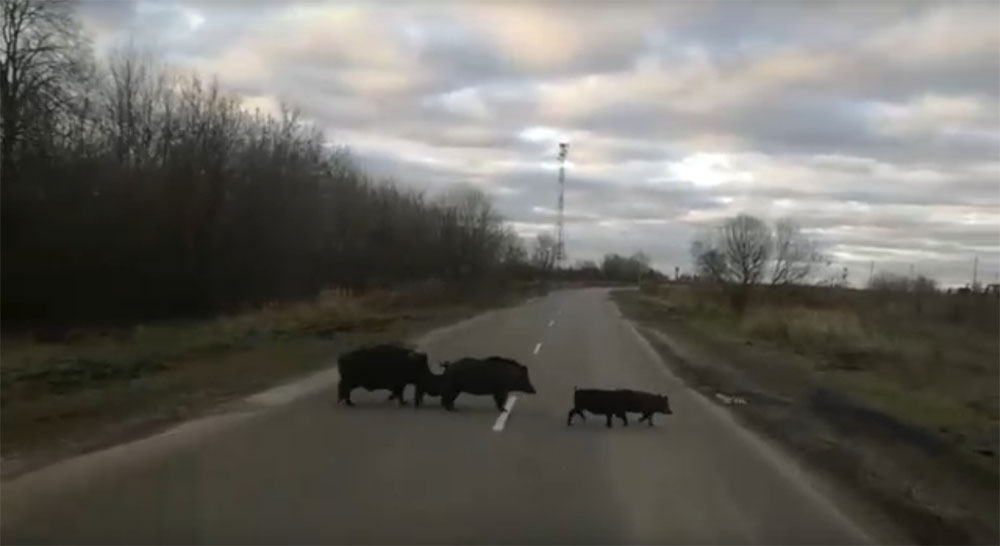 В Брянской области на видео сняли перебегающих дорогу кабанов (ВИДЕО)