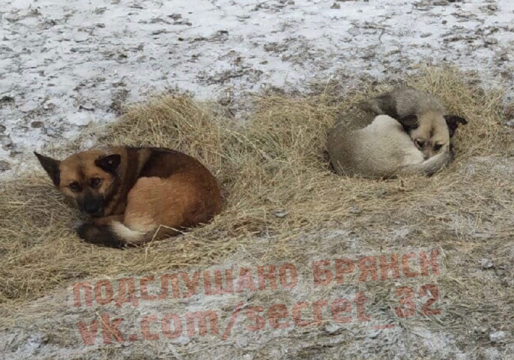 Жители Брянска сняли собак на сене