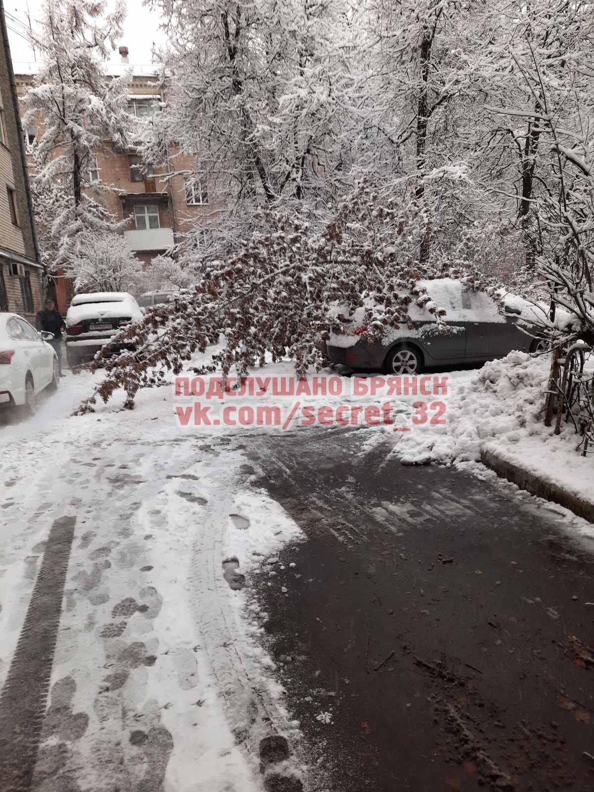 После снегопада в Брянске деревья рухнули на автомобили