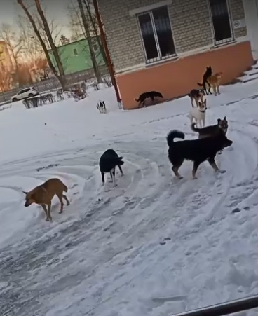 Вход в детскую поликлинику в Брянске оккупировала свора собак (ВИДЕО)