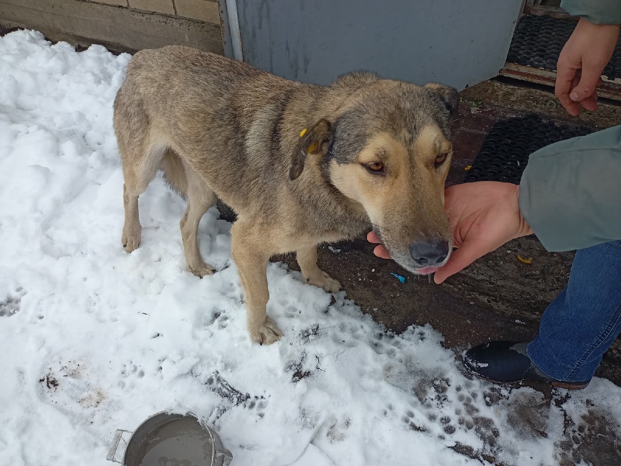Жительница Брянска нашла пса, обстрелянного дробью
