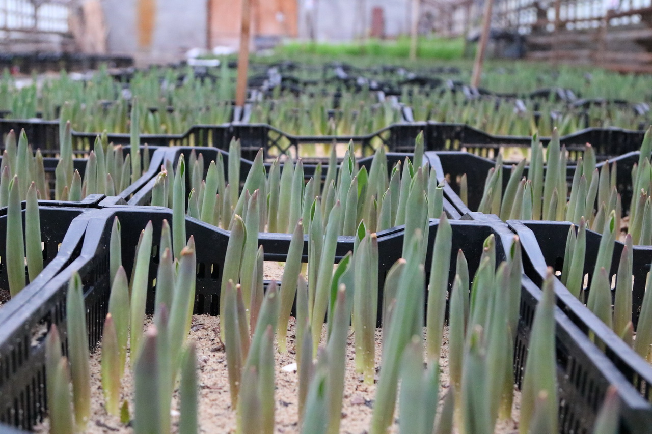 К 8 Марта в Брянске выращивают 19 тысяч тюльпанов
