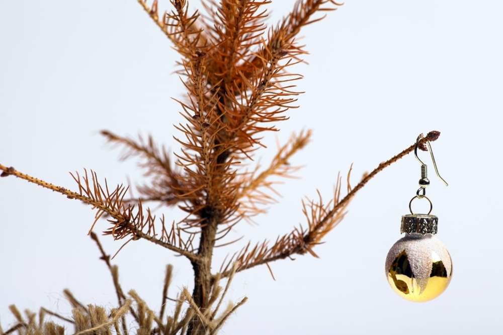Все дело в плесени: брянцам рассказали, в какой срок лучше избавляться от новогодней елки