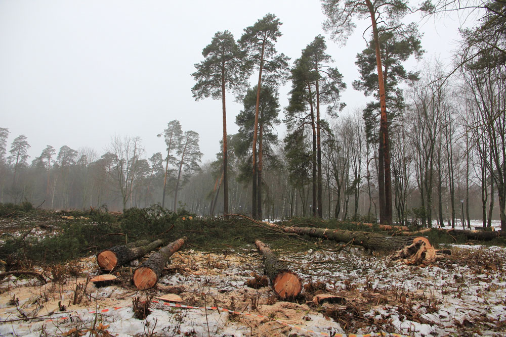 В Минприроды назвали вырубку паркового леса в Клинцах незаконной
