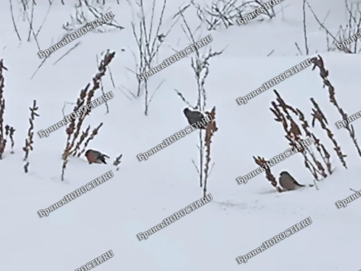 20 февраля в Брянской области ночью без существенных осадков, днём небольшой снег