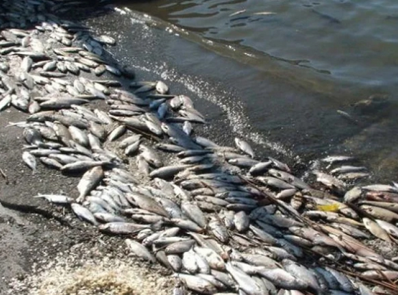 Названа причина массовой гибели рыбы в реке Вепринка в Брянской области