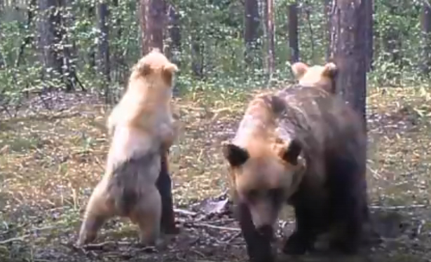 Почти каждый год в брянском лесу рождаются двойняшки-медвежата