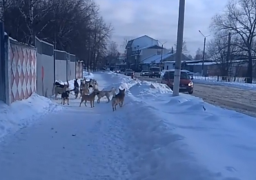 Стая собак напугала жителей Володарского района Брянска