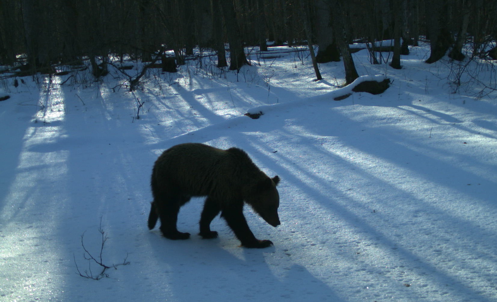 В «Брянском лесу» стали просыпаться медведи