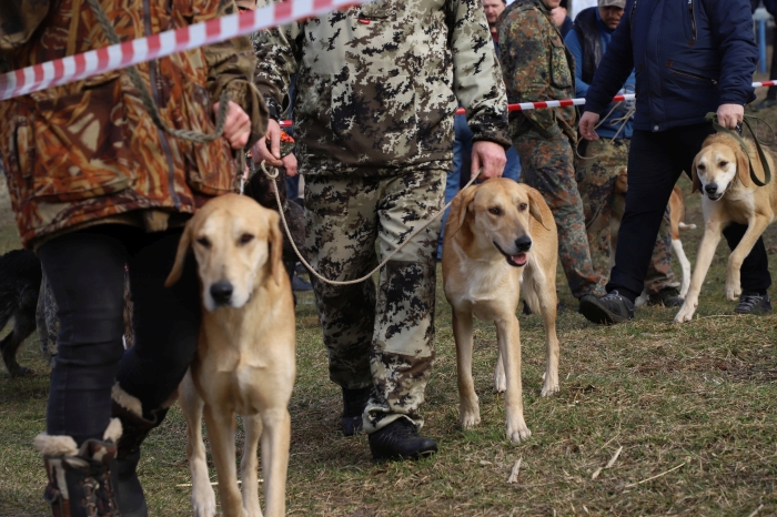 В Клинцах готовятся к выставке охотничьих собак
