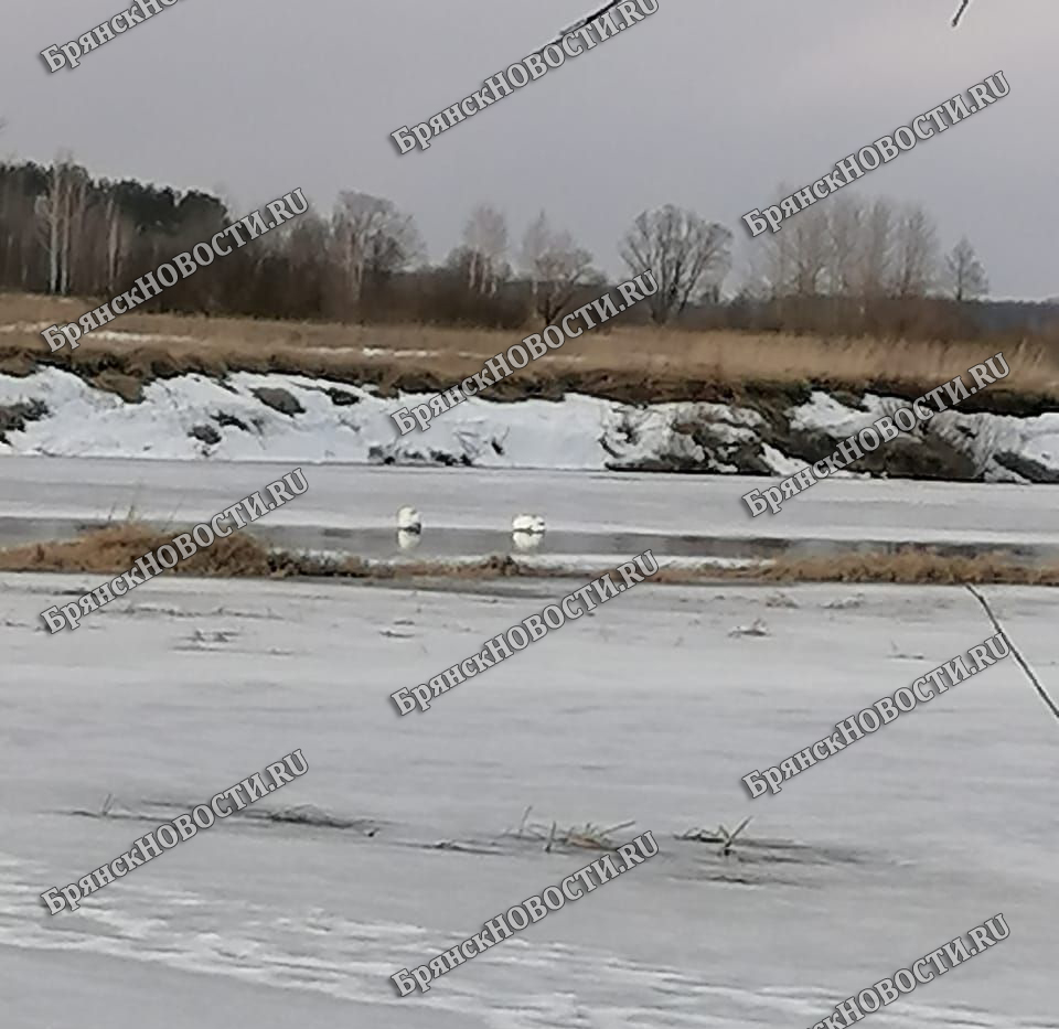 Лебеди на реке Ипуть под Новозыбковом