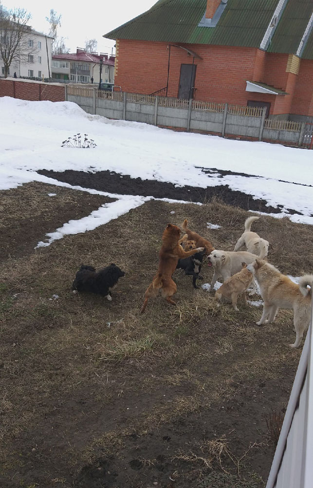 Собачьи свадьбы наводят ужас на жителей Локтя в Брянской области